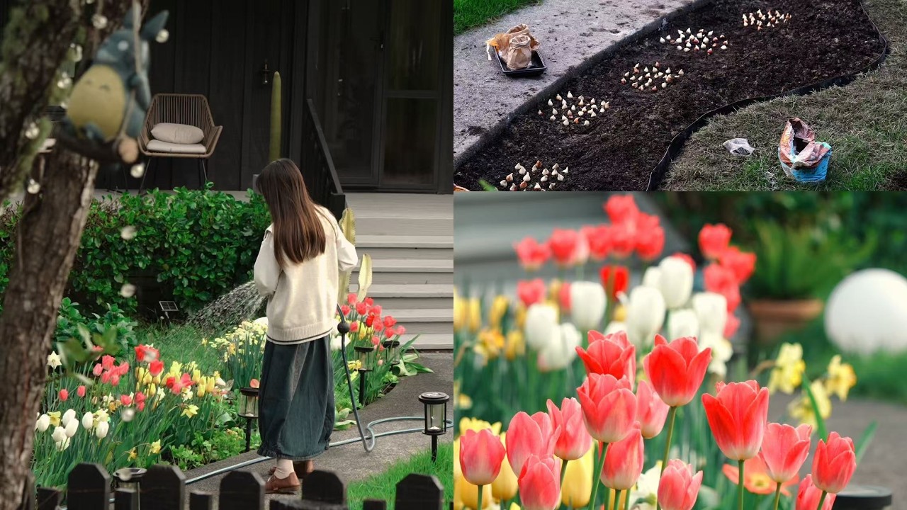 90 Days to Create a Stunning Tulip Garden: Transforming My Garden into a Floral Dream! 🌷