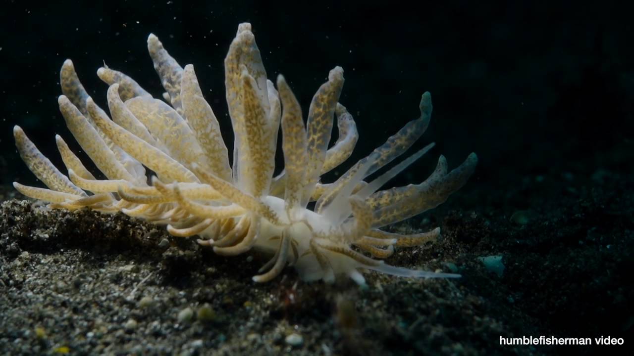 SNOOT video light - Diving Lembeh 2016