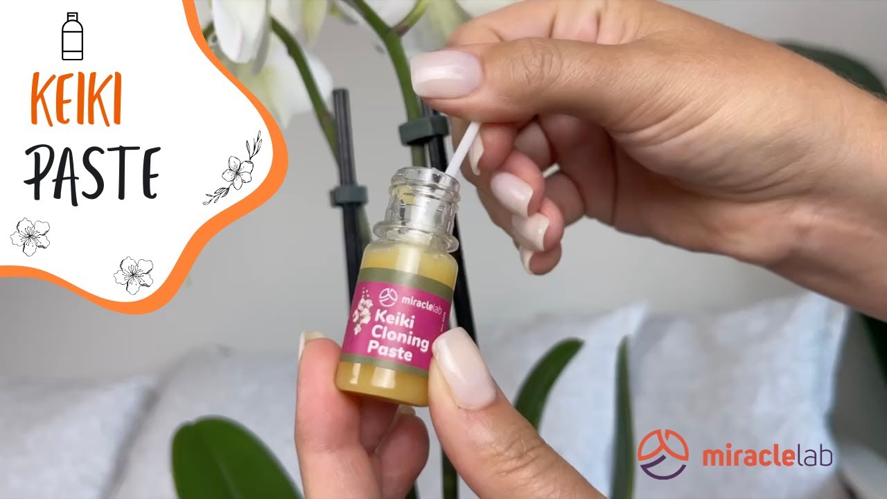 Propagate Like a Pro: Miracle Lab Keiki Paste Tutorial