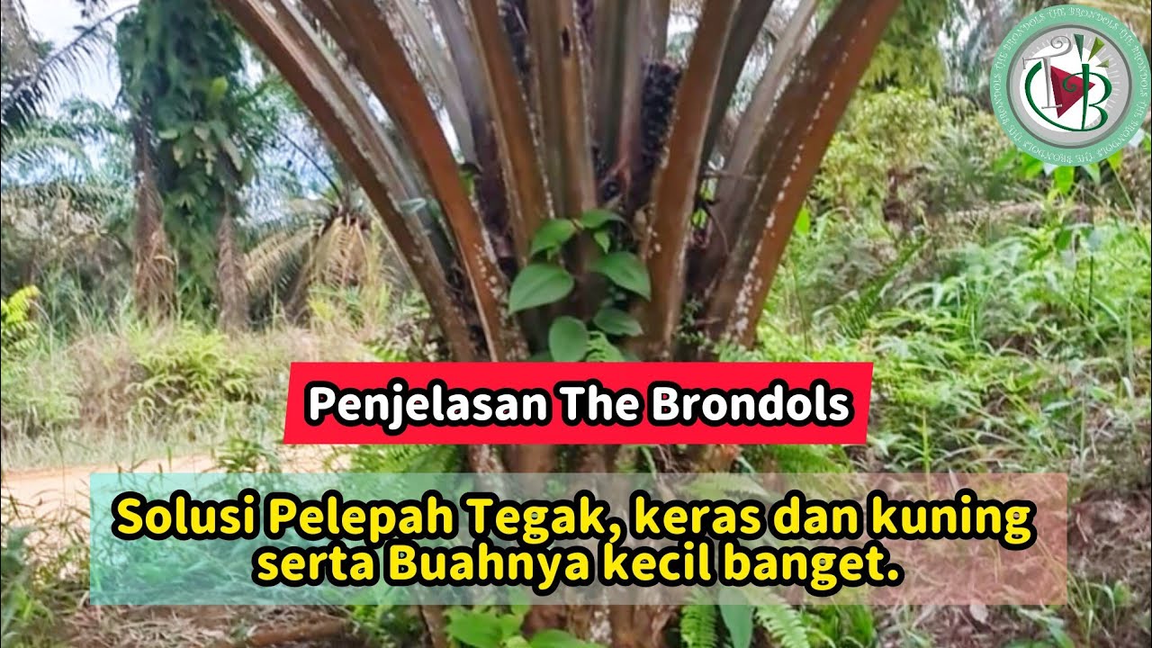 Kelapa Sawit Pelepah keras, Tegak dan kuning serta Buah Kecil, maka.....