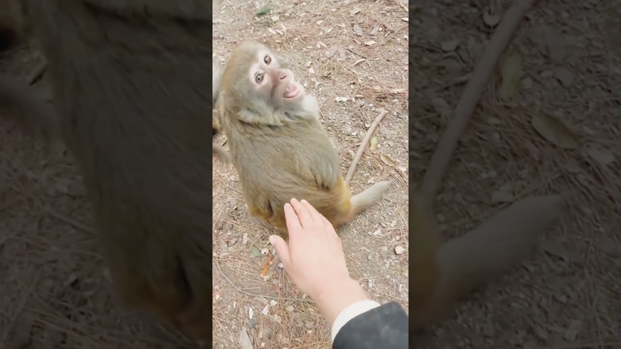 funny monkey video 🙈🙊 