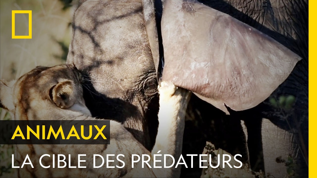 Malgré leur taille imposante, les éléphants restent la cible des prédateurs