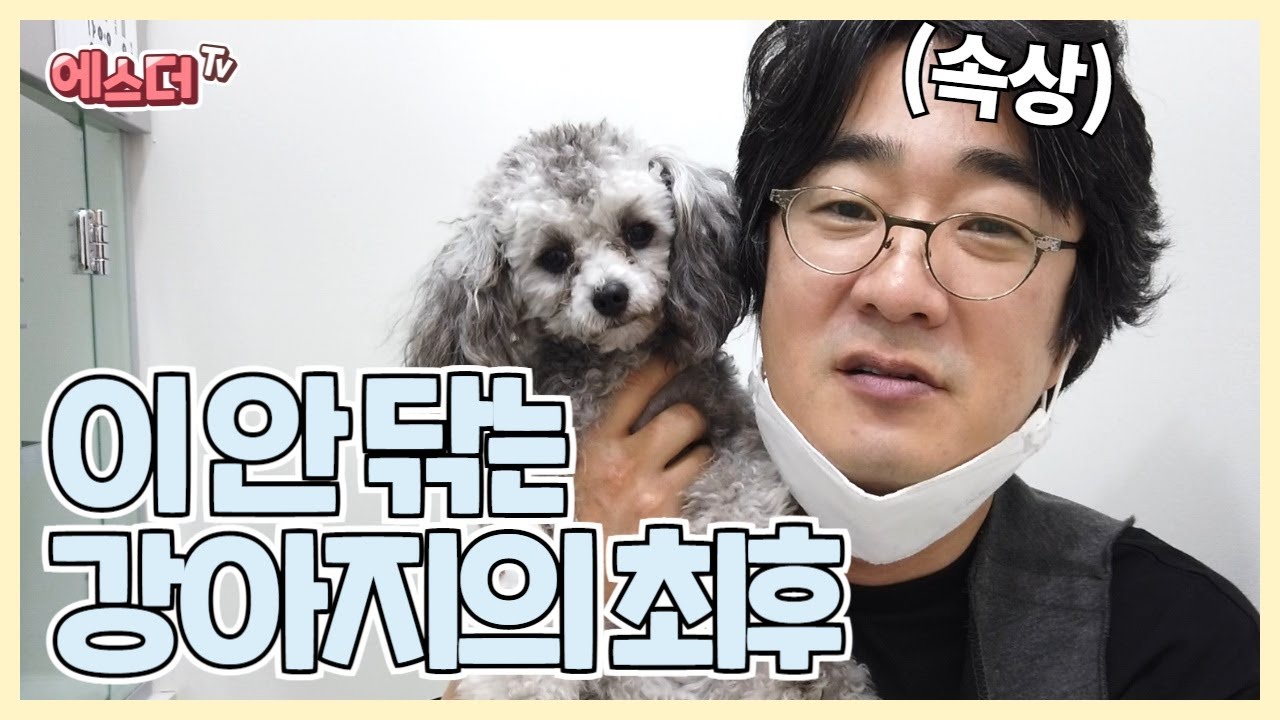 이 안닦는 강아지의 최후 (feat. 강아지 스케일링) l 반려견 l 강아지치과