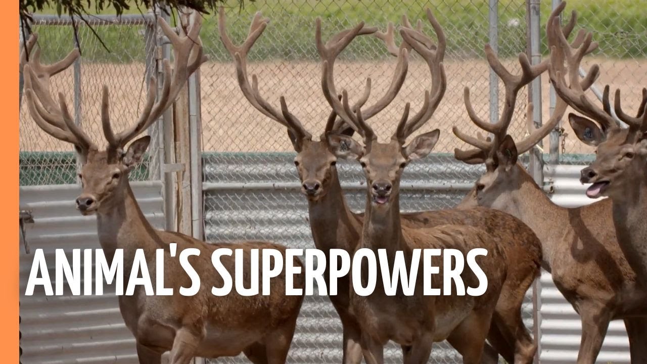 Animal's superpowers - The medicine of the future | Full Documentary