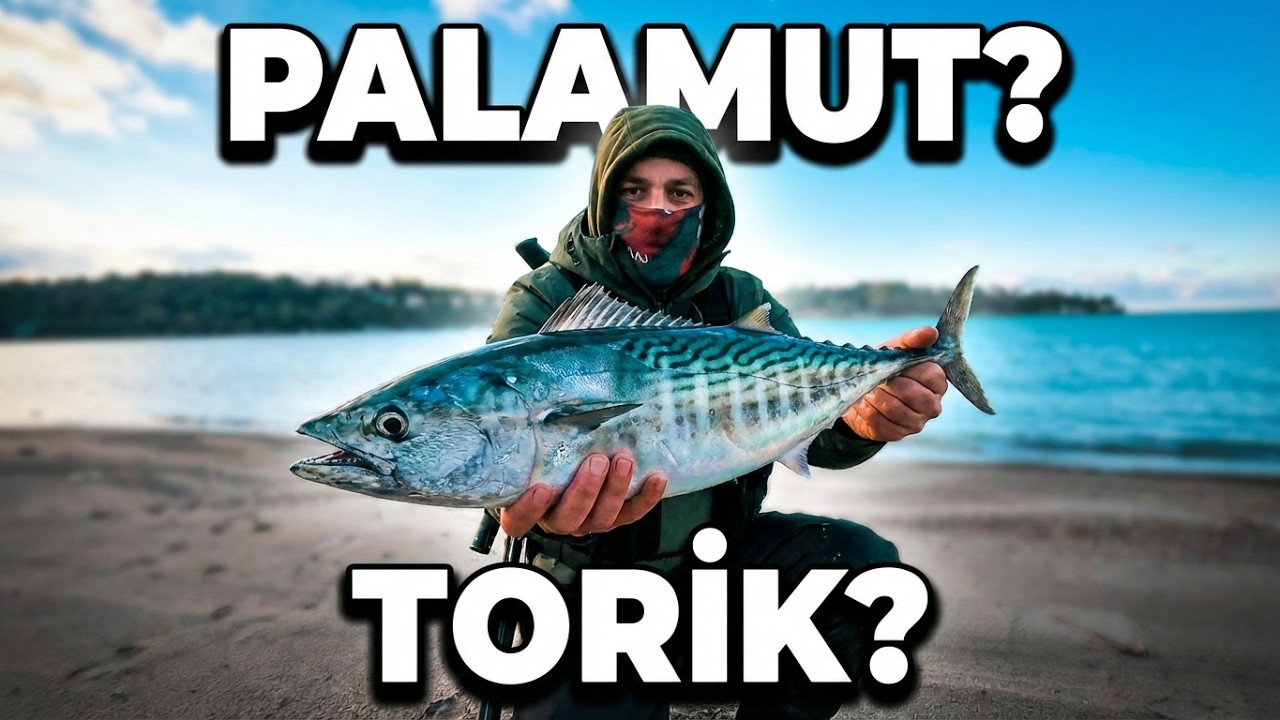 Palamut Mu ? Torik Mi ?