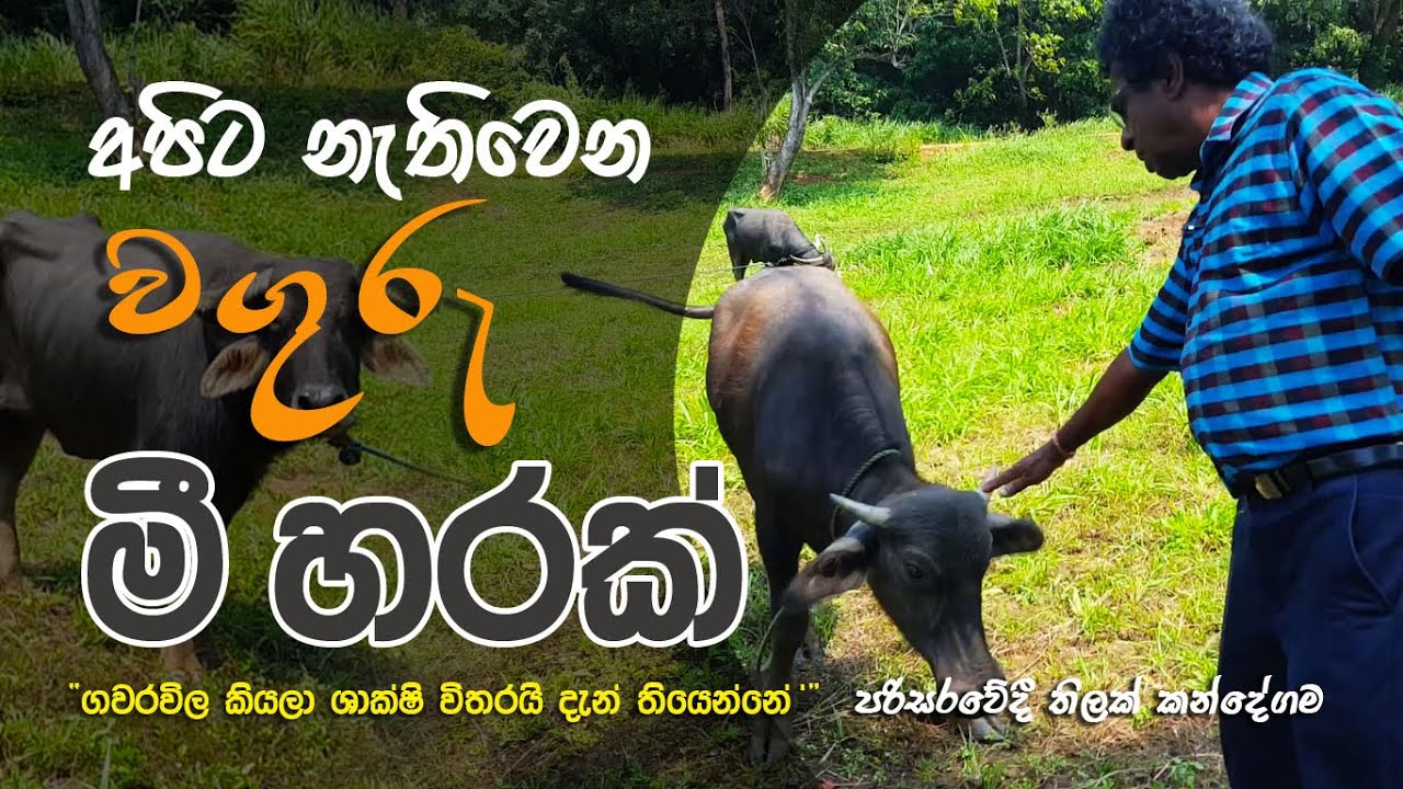 අපිට නැති වෙන වගුරු මී හරක් - Thilak Kandegama