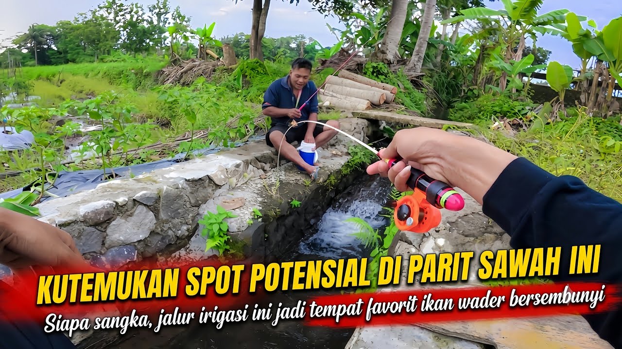 🍃 KUTEMUKAN SPOT POTENSIAL IKAN WADER DI PARIT INI 💥 SEKALI LEMPAR LANGSUNG STRIKE ‼️