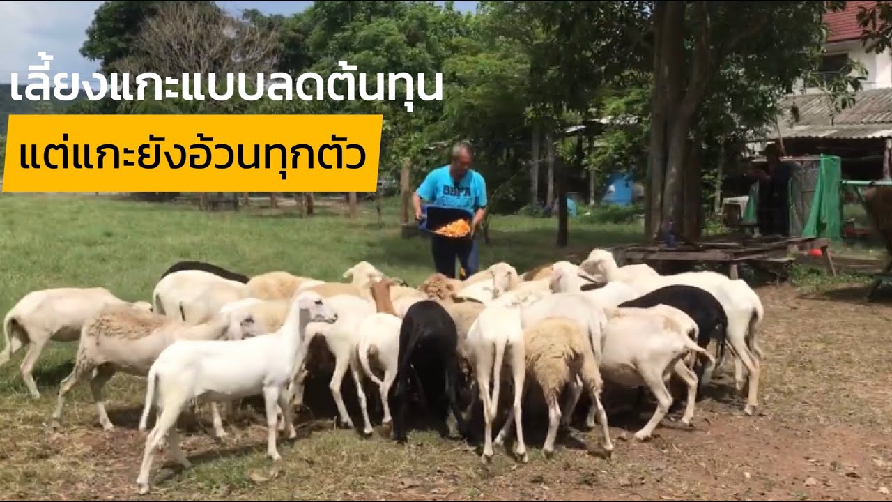 สูตรเลี้ยงแกะแบบลดต้นทุน แต่แกะยังอ้วนทุกตัว @ชุมชน คนเลี้ยงแกะ