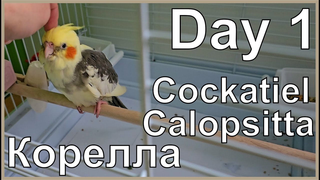 Funny Cockatiel Apollosha. Day 1. Life of Cockatiel. Vita da calopsitta. Жизнь кореллы