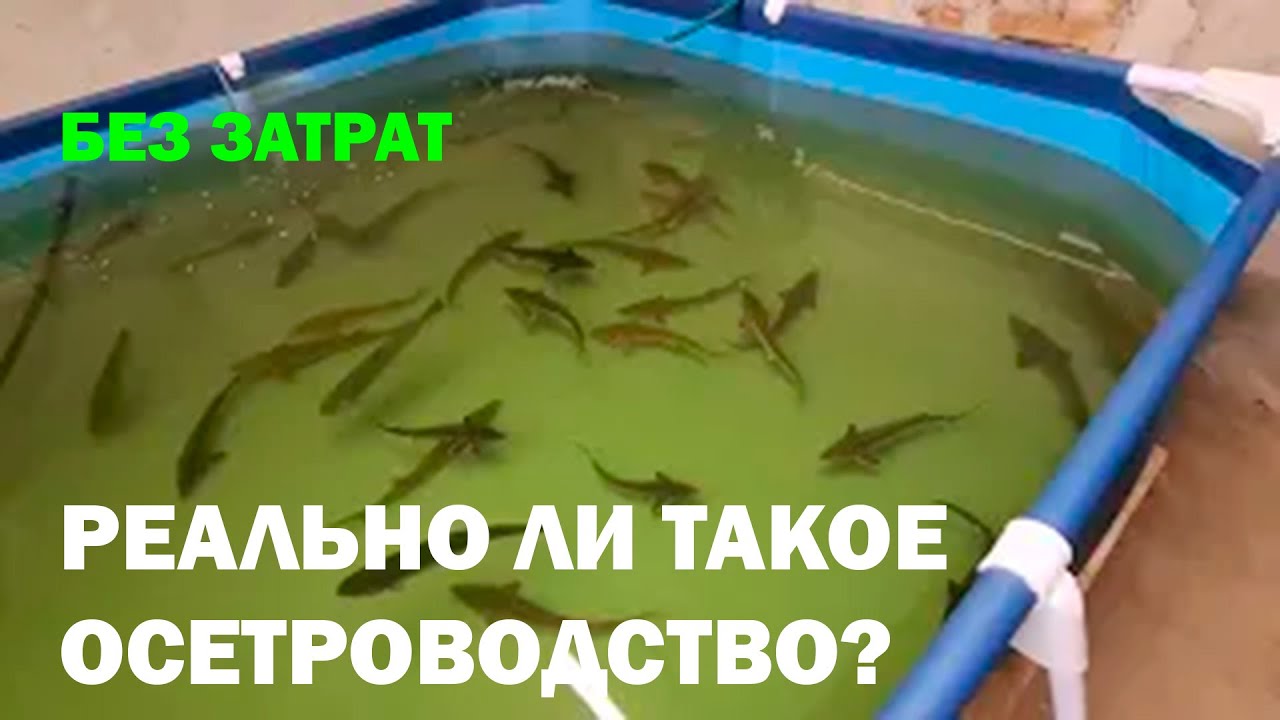 Осетроводство без вложений. Реально ли? УЗВ по выращиванию осетра и форели.