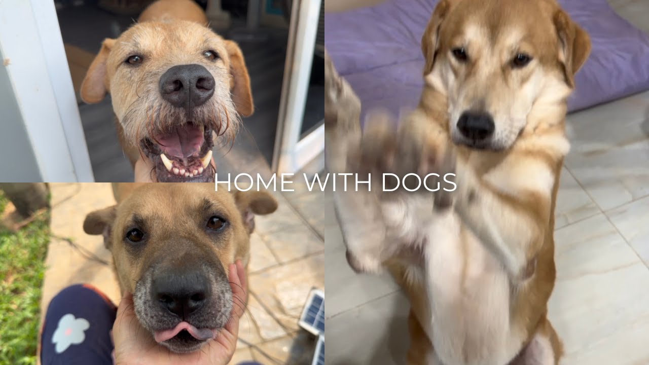 Two Quiet Days at Home with My Dogs 🐾| Cooking, Cleaning & Simple Meals 🥣