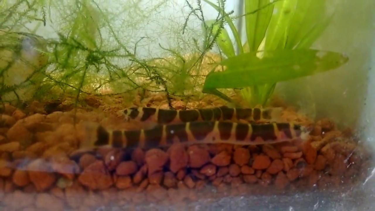 Snake fish | kuhli loaches |Malayan Loach | Malayan eel