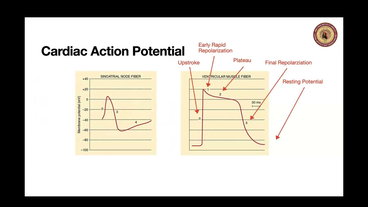 Applied physiology for the anaesthetist cardiovascular system by Dr Rashad Siddiqi