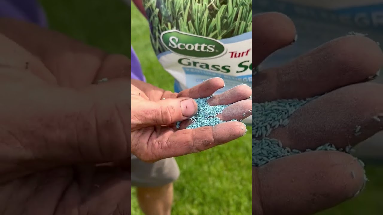 Scotts Turf Builder Kentucky Blue Grass Seed