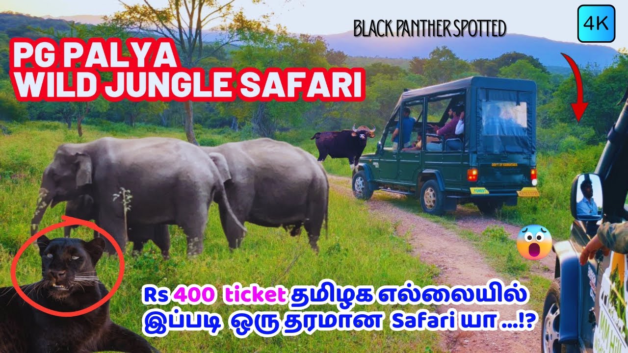 🔥PG PALYA WILD SAFARI 😳 | MM HILLS |LOKKANAHALLI தமிழக எல்லையில் இப்படி ஒரு தரமான 
