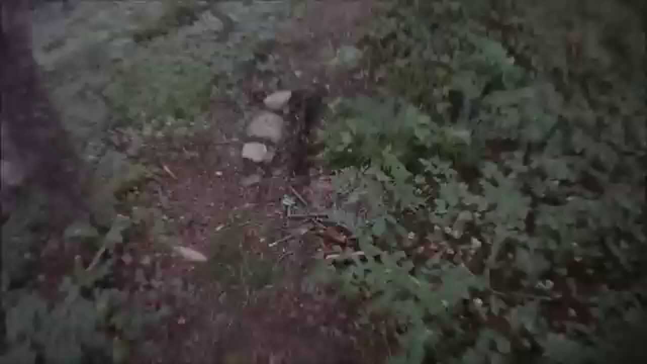 rebirth of Dan's trail