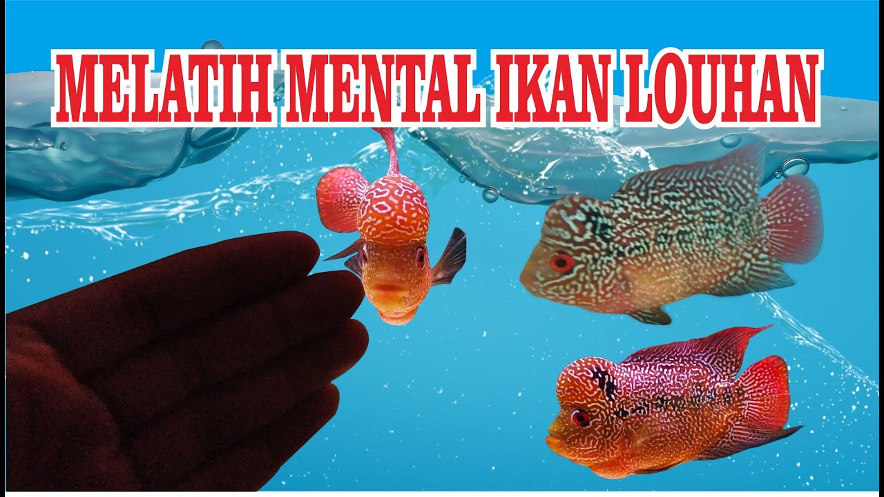 Melatih mental ikan louhan || cara menaikan mental ikan louhan || train flowerhorn