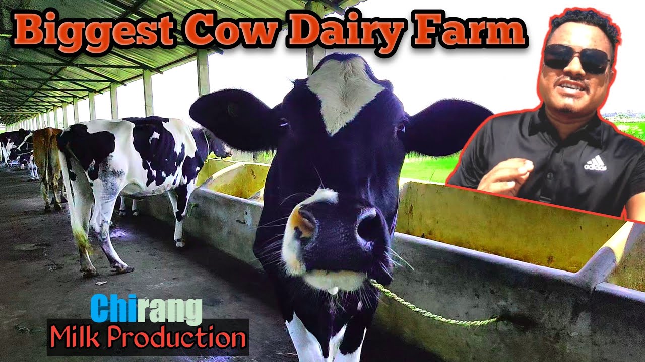 Big Dairy Farm in Chirang || Mwswo Pisinai Chirang ao