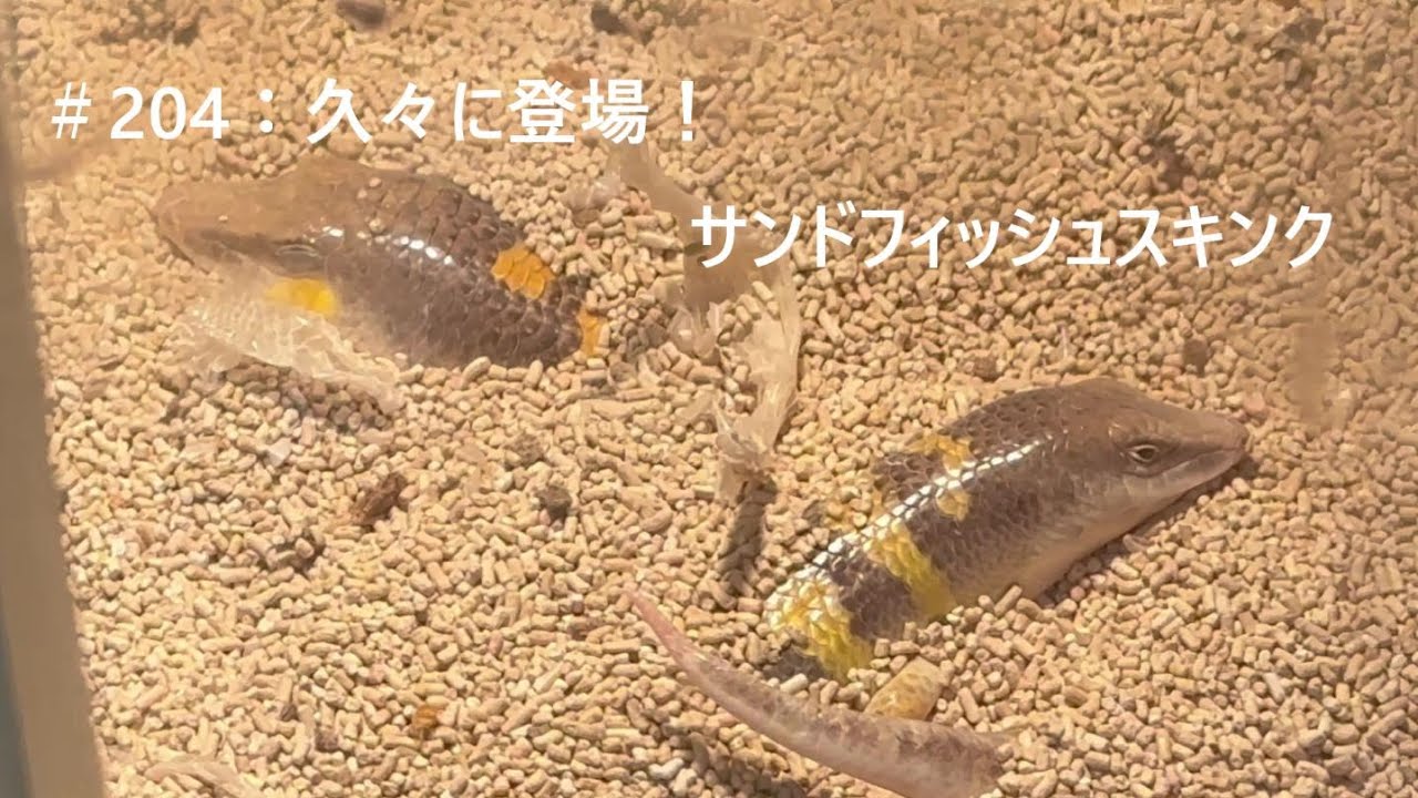 ＃204：久々に登場！　サンドフィッシュスキンク