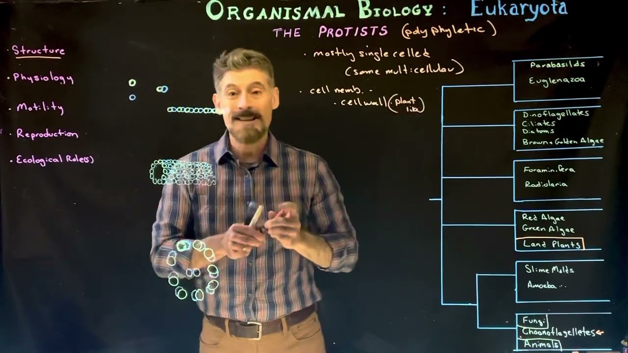 Protist: Introduction and Organization