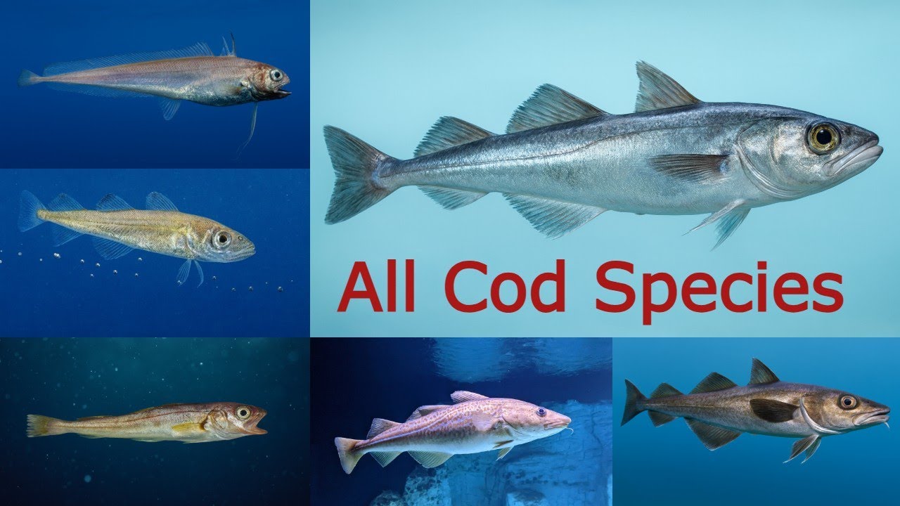 All Cod fish species