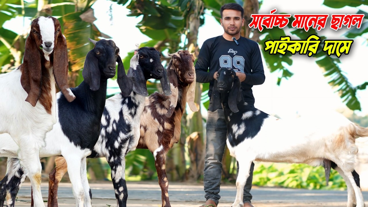 সর্বোচ্চ মানের ছাগল কিনুন পাইকারি দামে।
