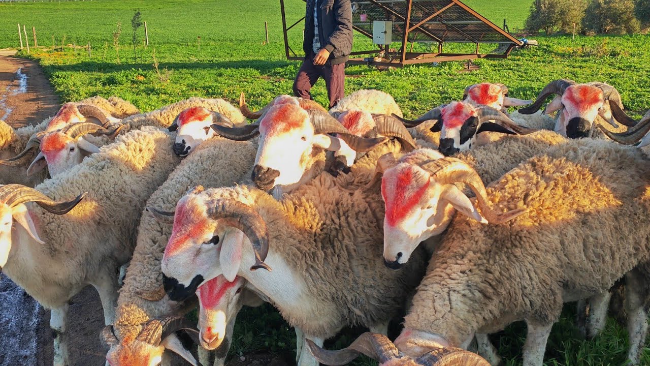 18خروف صردية للبيع نواحي اولاد بوزيري التواصل مع محمد 0783679844