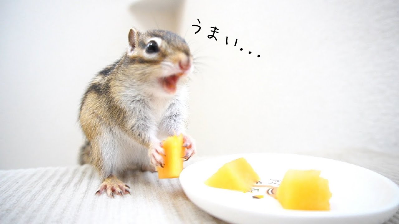 【高級メロン】北海道産高級メロンをリスにあげてみた結果あまりの美味しさに感動してた...【シマリス】