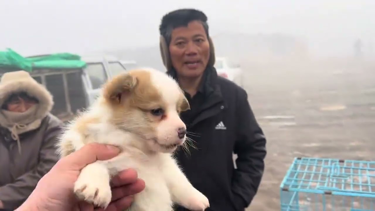 关注我！了解宠物狗价格！ #狗市挑选 #狗市大集