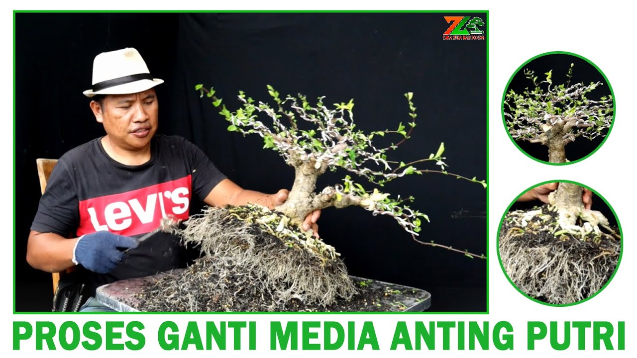 PROSES GANTI MEDIA ANTING PUTRI