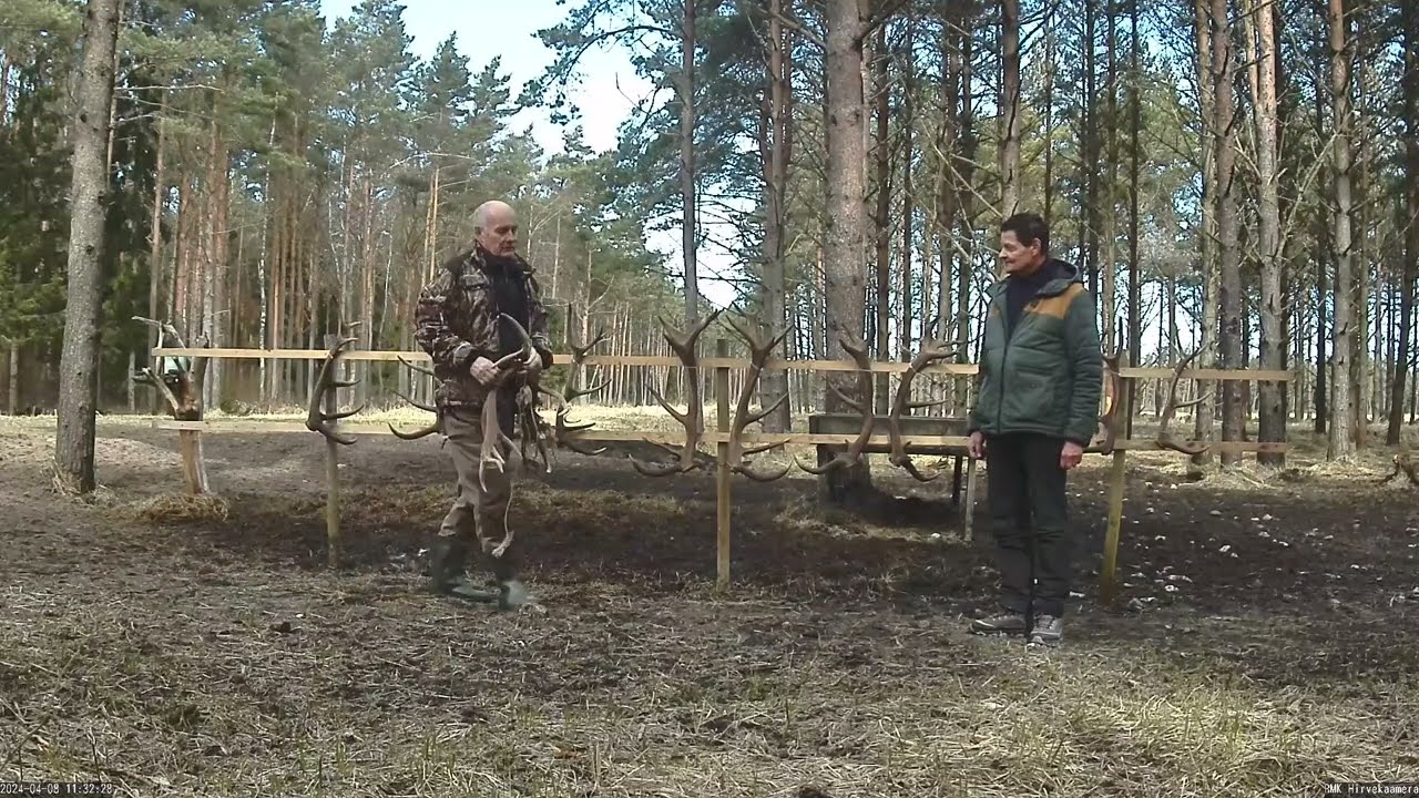 Sarvenäitus lõpetas hirvekaamera 11. hooaja
