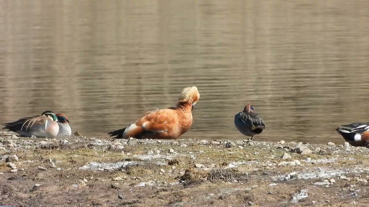 P1000　3000ｍｍ　アカツクシガモ2026/02/17