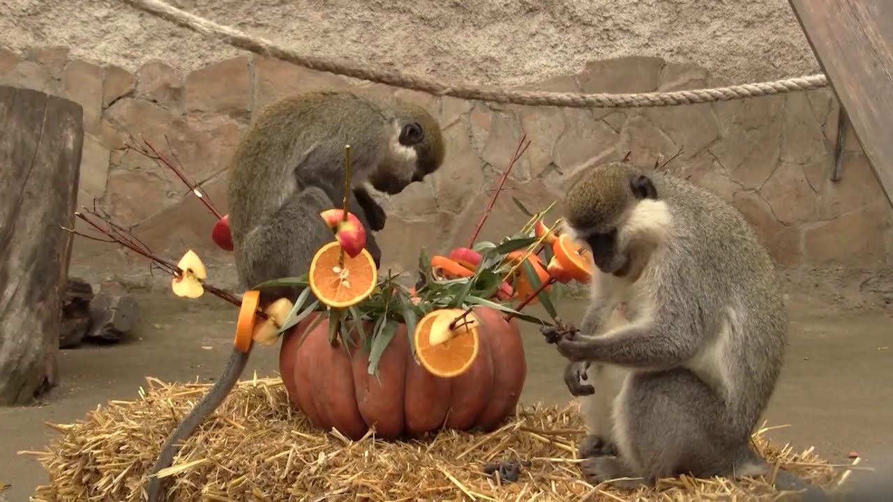 Веселая семейка зеленых мартышек Одесского зоопарка Cheerful family of green monkeys