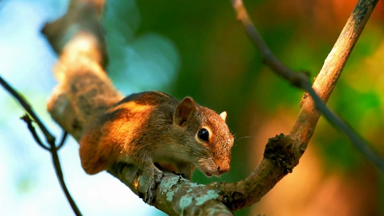 Animales Bosque para niños (con vídeos)