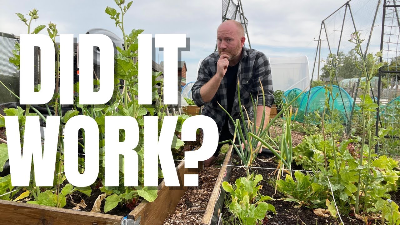 Experiments | Hugelkultur | Seed Tape | What's Wrong With My Lettuce
