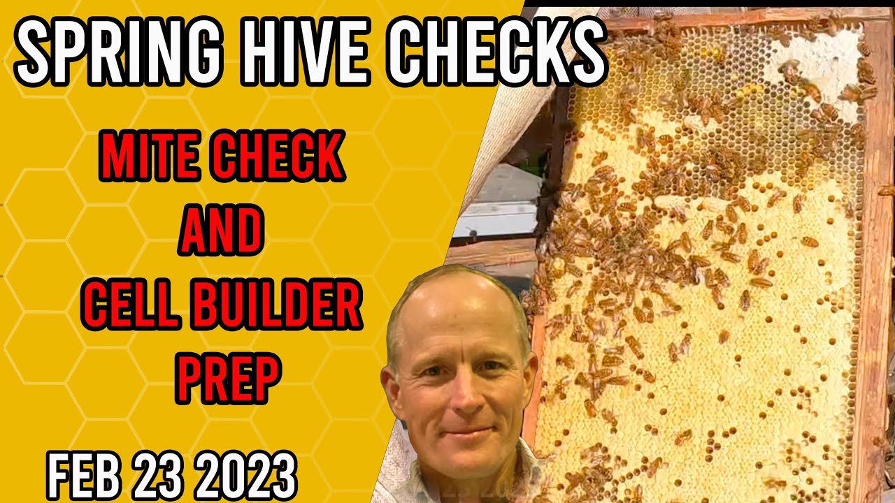 Hive Checks, Mite Check, and Cell Builder Preparation - Jacksonville FL Zone 9a