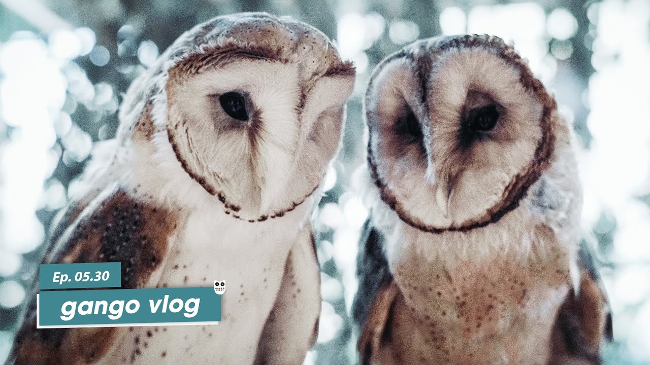 Drei Eulen in der Vogelwarte Sempach I Ep. 05.30