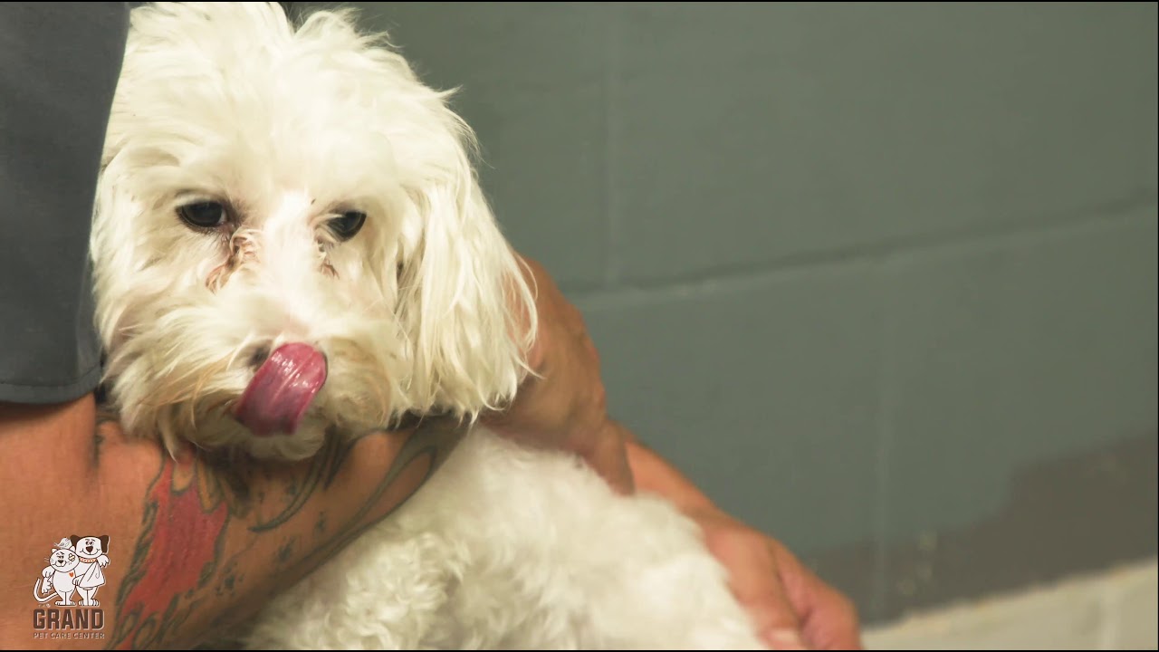 Welcome to Grand Pet Care Center