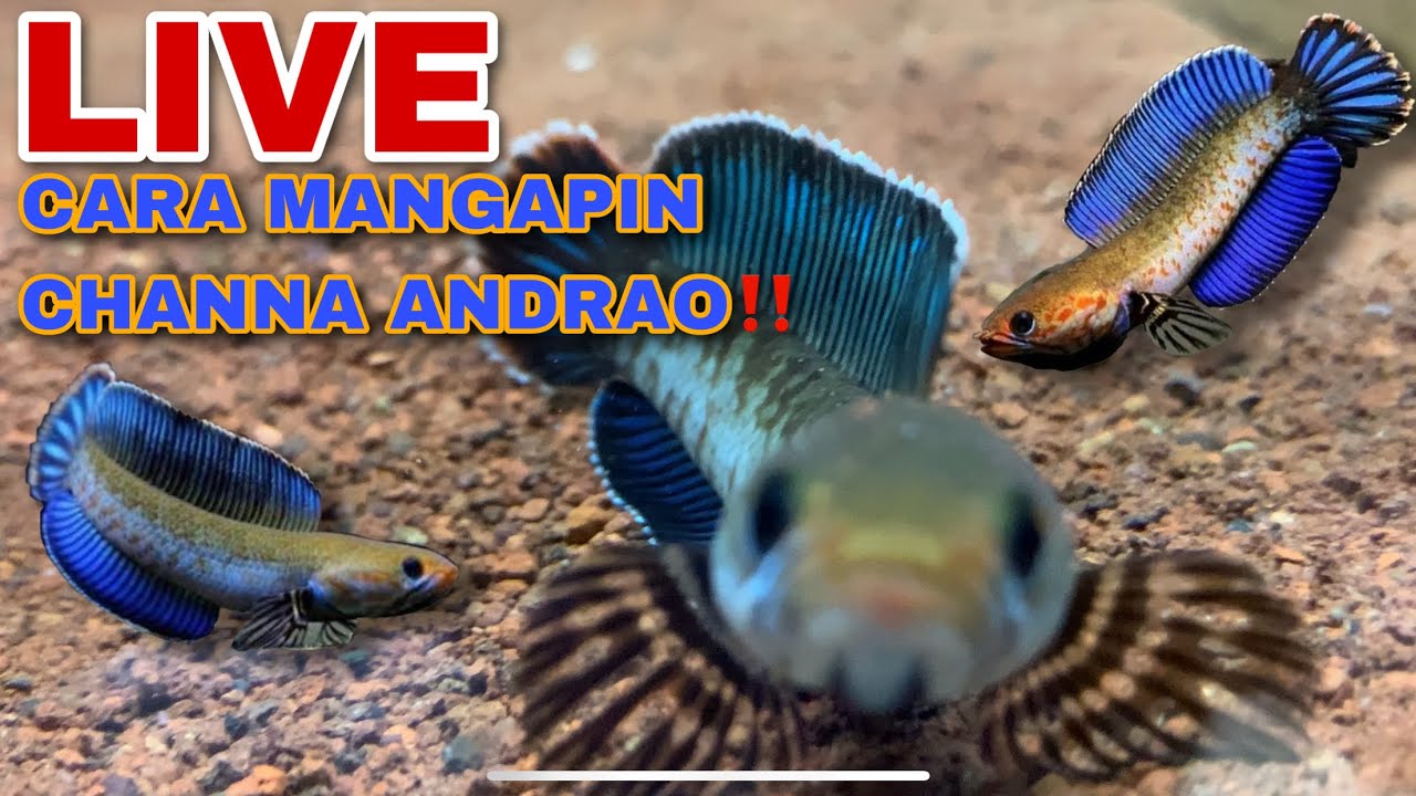 LIVE CARA MANGAPIN CHANNA ANDRAO‼️#channaandrao #andraomangap #channakitaofficial