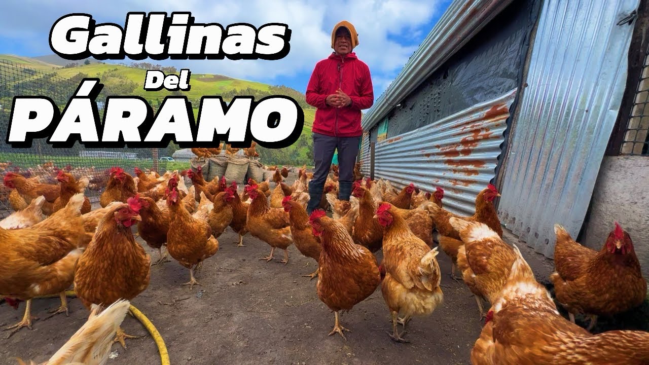Tiene 500 Gallinas 🐓viven en los fríos Páramos son libres y felices