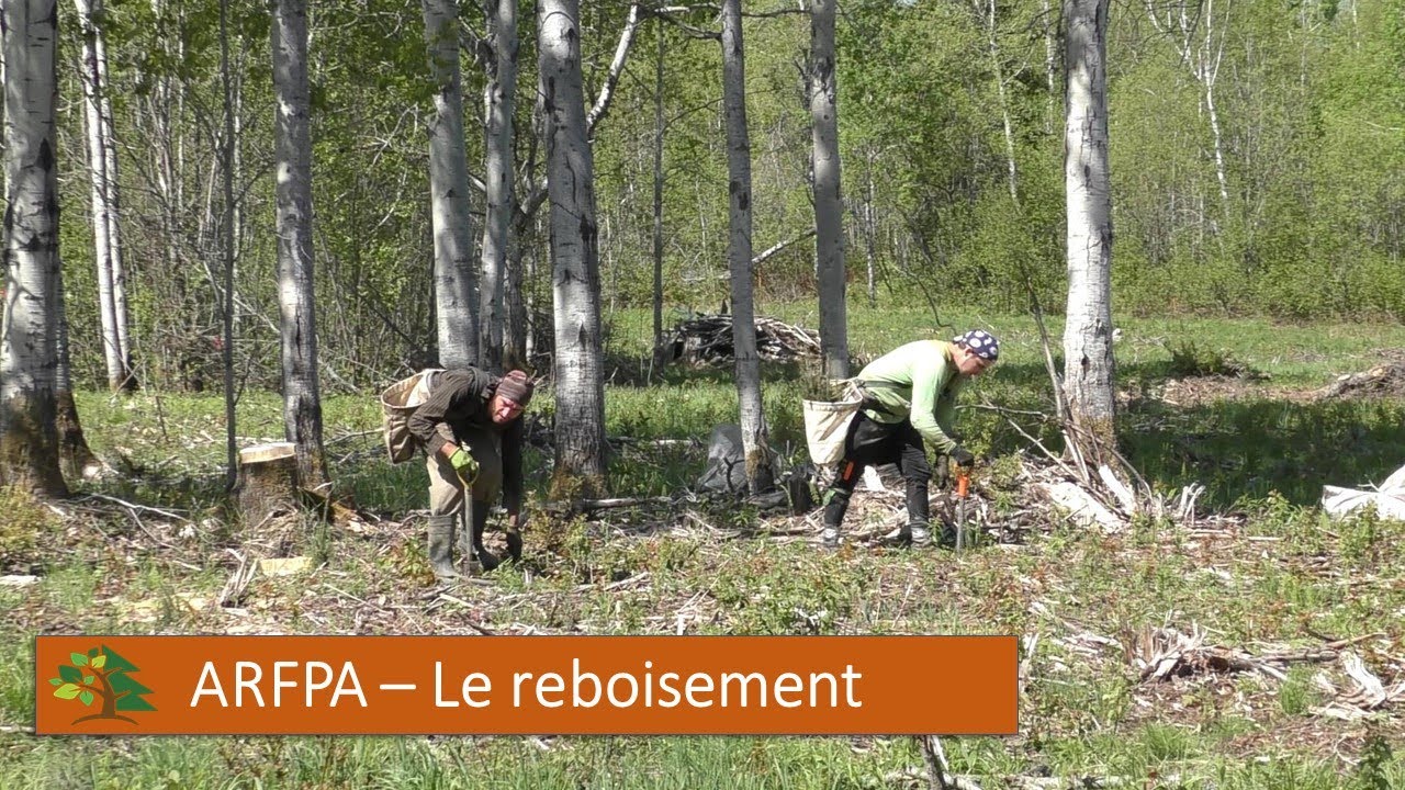 ARFPA - Le reboisement