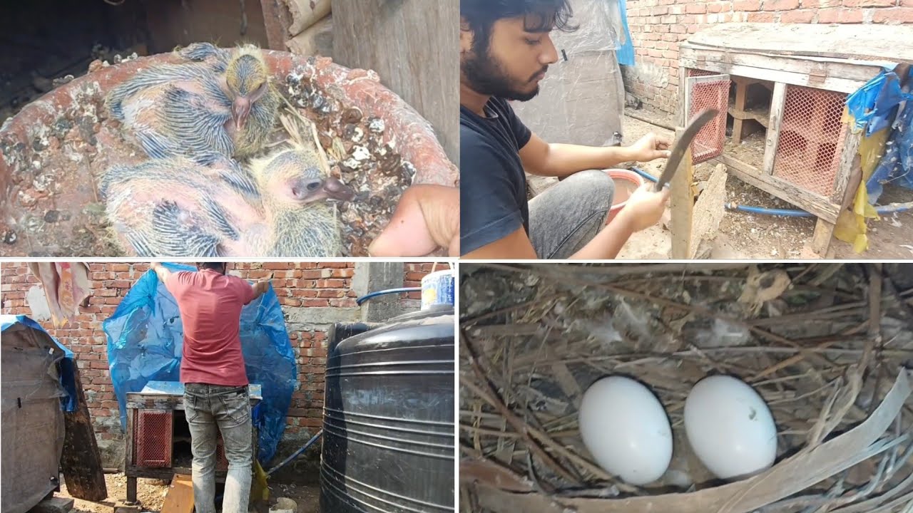 কবুতরের ডিম, বাচ্চা চেক আর খোপ মেরামত করলাম | শীতের প্রস্তুুতি খোপের কবুতরের | Deshi Golla Kobutor 