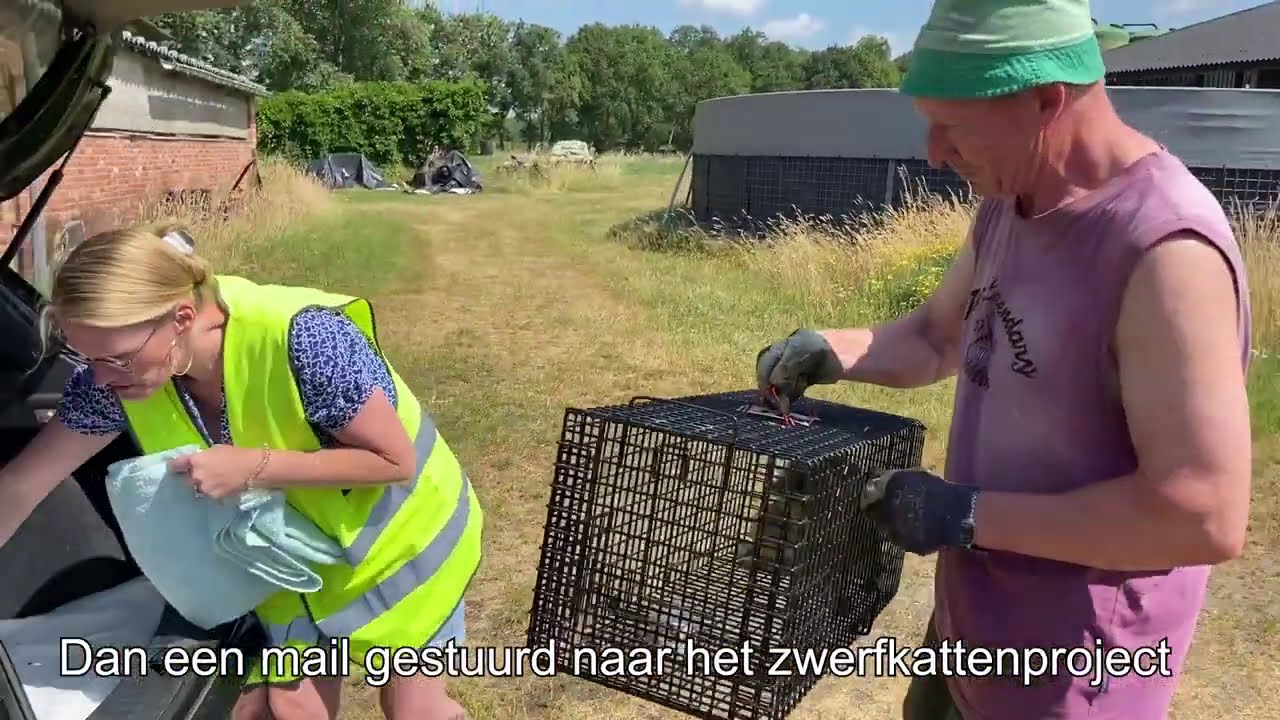 Zwerfkatten in Geel: hoe Missie Miauw elke dag het verschil maakt