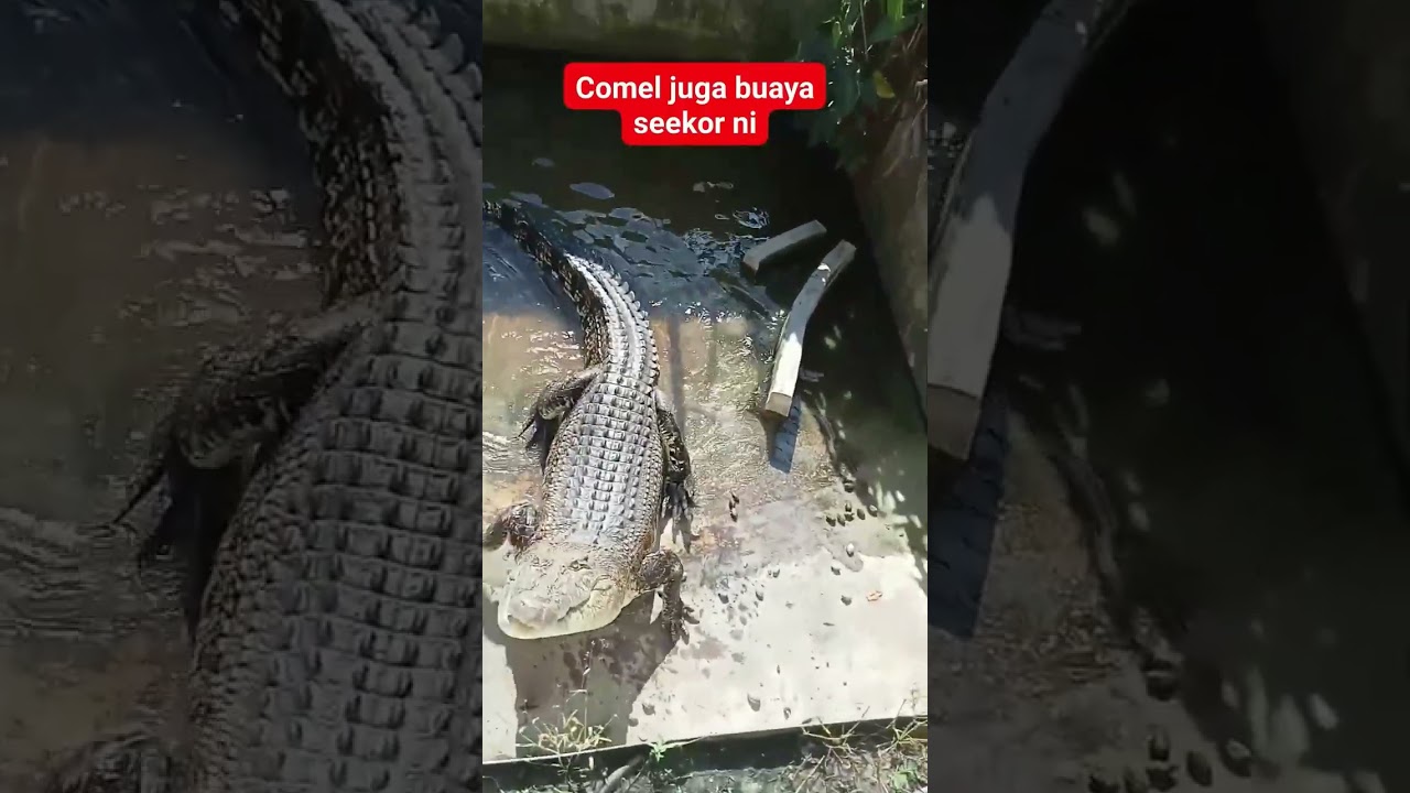 crocodile food 