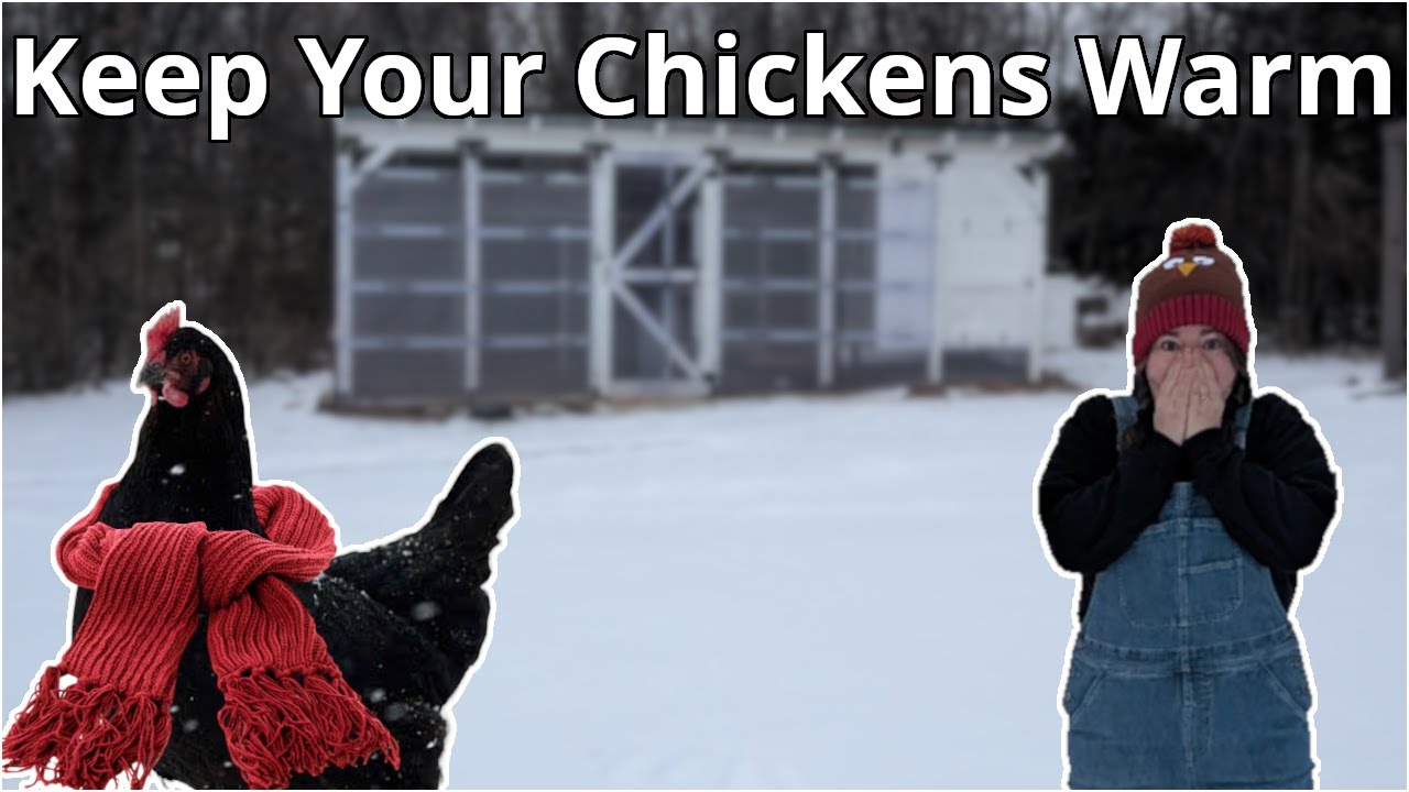 How I Keep My Chickens WARM All Winter With NO Electricity (8 Tips)