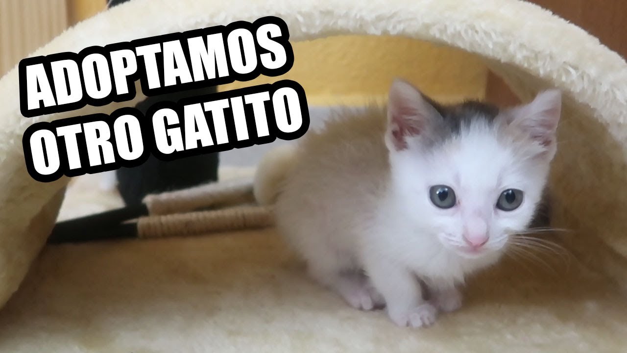 ADOPTAMOS OTRO BEBÉ GATITO CON LYNA