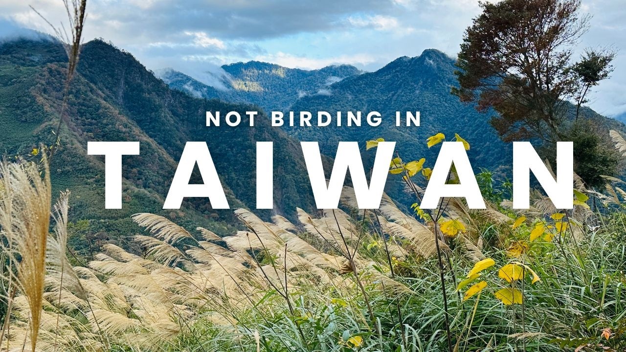 Not Birding in Taiwan 🇹🇼 Can we Find 100 Birds in 13 Days?
