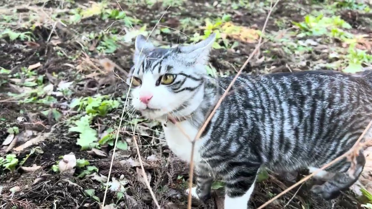 【ASMR】Morning Ritual with 2 Cats in Japan 🇯🇵🌲 Maru & Maro’s Forest Walk (No Music)