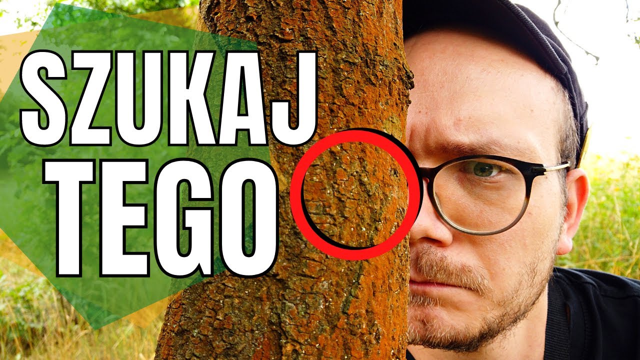 Drzewa a KIERUNKI ŚWIATA 🧭 Orientacja w terenie dzięki obserwacji drzew - naturalna nawigacja 🌳