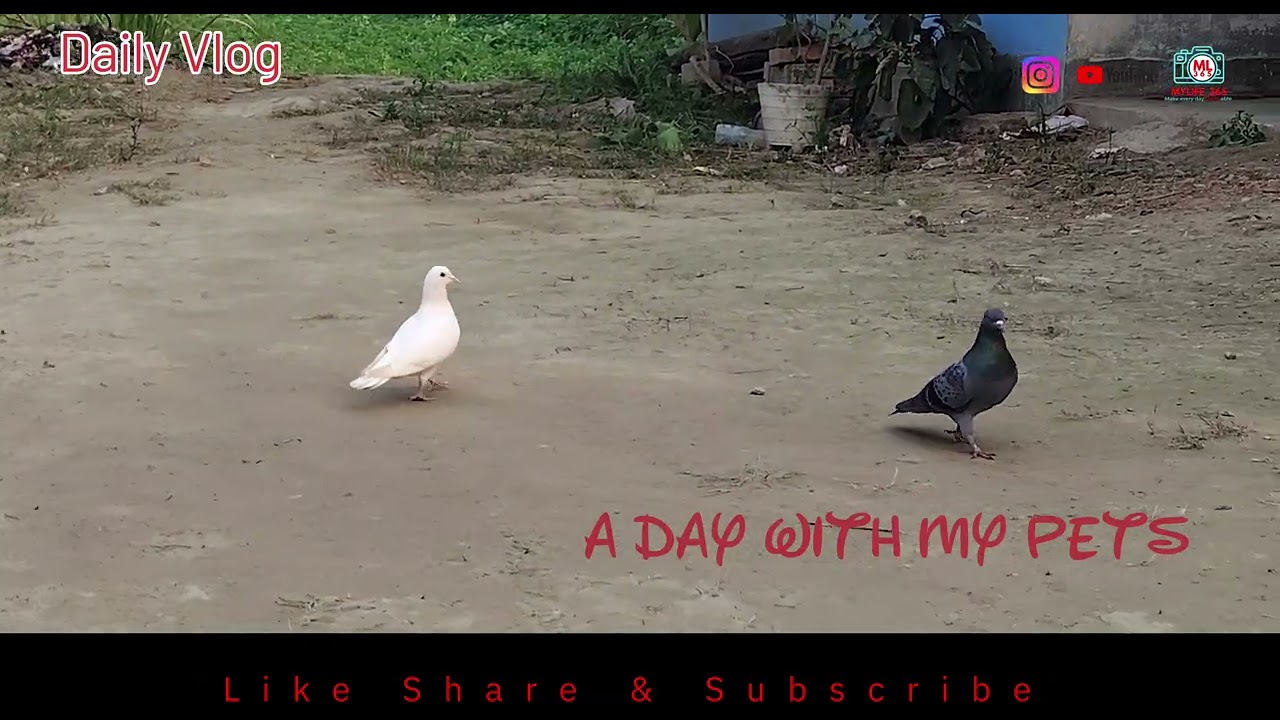 21st January, 2026 A day with my pets 